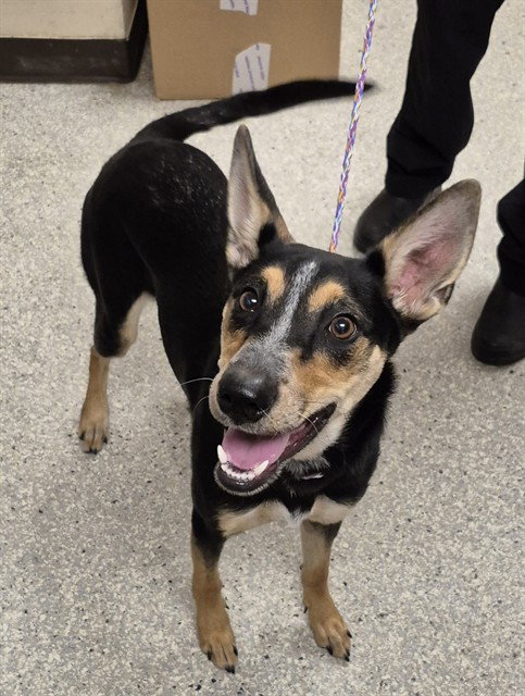 DIOR, an adoptable Australian Kelpie in Lodi, CA