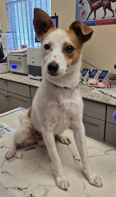 MR NUGENT, an adoptable Jack Russell Terrier in Lodi, CA