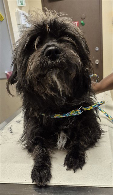 WATSON, an adoptable Scottish Terrier Scottie in Lodi, CA