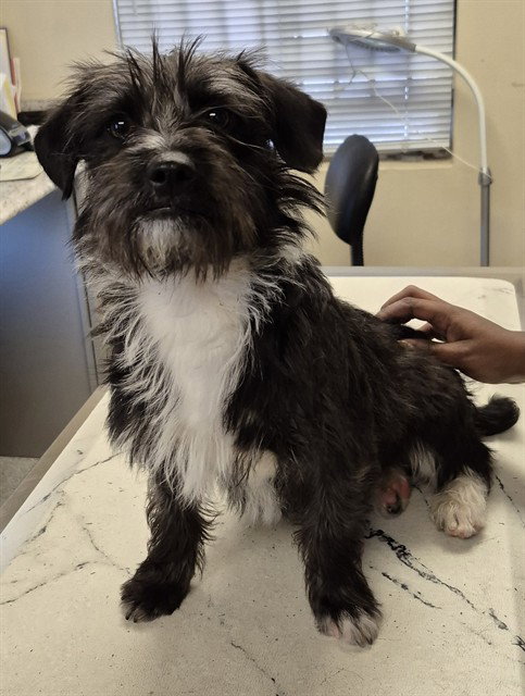 SHERLOCK, an adoptable Lhasa Apso in Lodi, CA