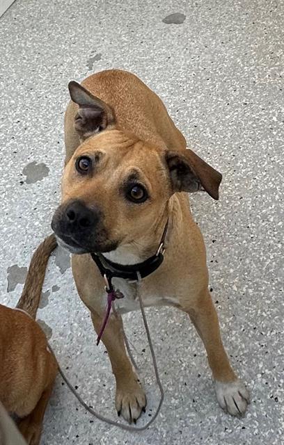 BACON BITS, an adoptable Beagle in Lodi, CA