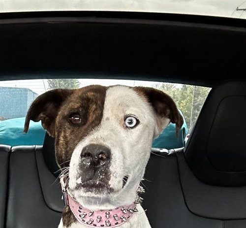 ELLIE, an adoptable Pit Bull Terrier in Lodi, CA