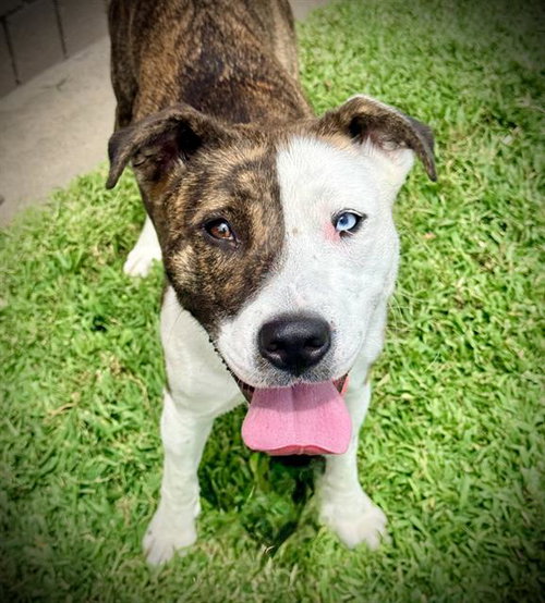 ELLIE, an adoptable Pit Bull Terrier in Lodi, CA