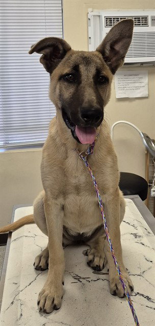 ASPEN, an adoptable German Shepherd Dog in Lodi, CA