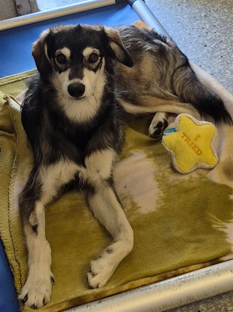 ROXY MAE, an adoptable Whippet in Lodi, CA