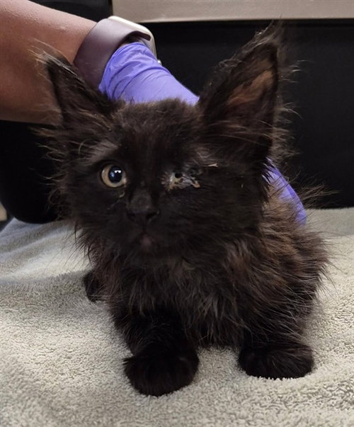 MAGNUS, an adoptable Domestic Long Hair in Lodi, CA
