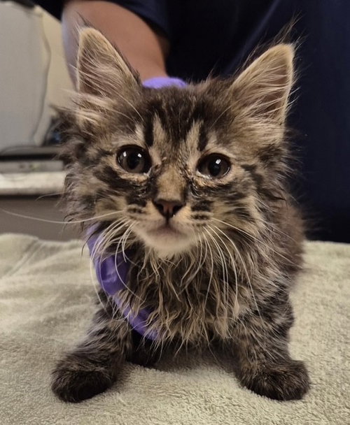 LAVENDER, an adoptable Domestic Long Hair in Lodi, CA