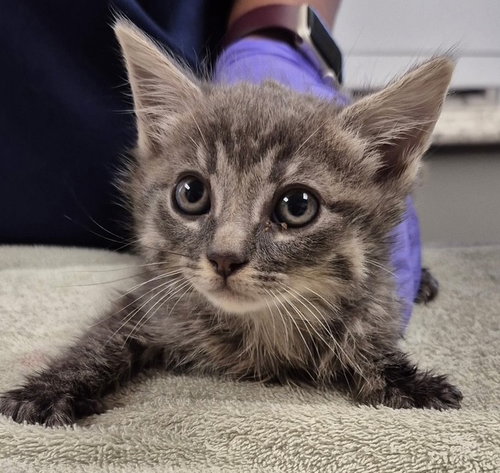 SYLUS, an adoptable Domestic Short Hair in Lodi, CA