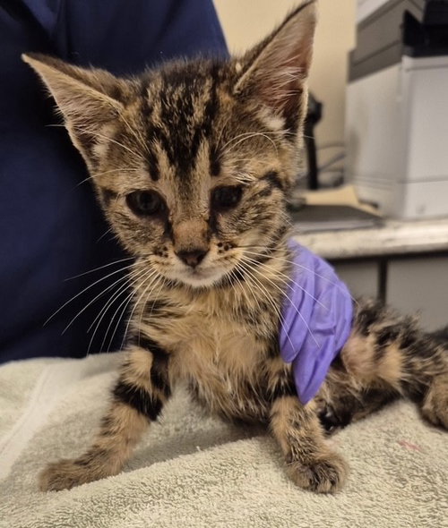 ROSEMARY, an adoptable Domestic Short Hair in Lodi, CA