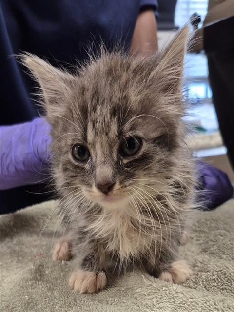 RAFEYEL, an adoptable Domestic Long Hair in Lodi, CA
