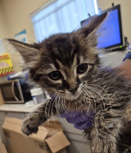 JUNIPER, an adoptable Domestic Long Hair in Lodi, CA