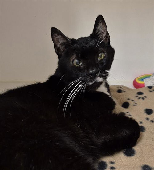 CUPCAKE BARN, Senior Domestic Short Hair (medium coat), cat for adoption in Brentwood, California