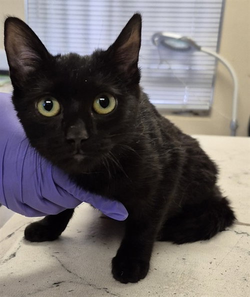 LOVEGOOD, Young Domestic Short Hair (medium coat), cat for adoption in Brentwood, California