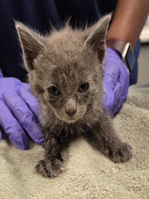 ZAYNE, Baby Domestic Short Hair (medium coat), cat for adoption in Brentwood, California