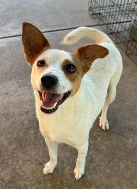 NUGGET, an adoptable Jack Russell Terrier in Lodi, CA