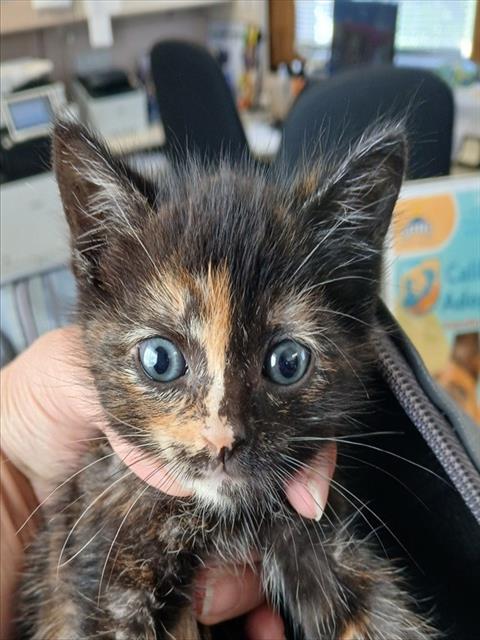 MARMALADE