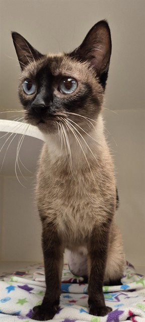 VINNY, Adult Siamese (medium coat), cat for adoption in Oakley, California