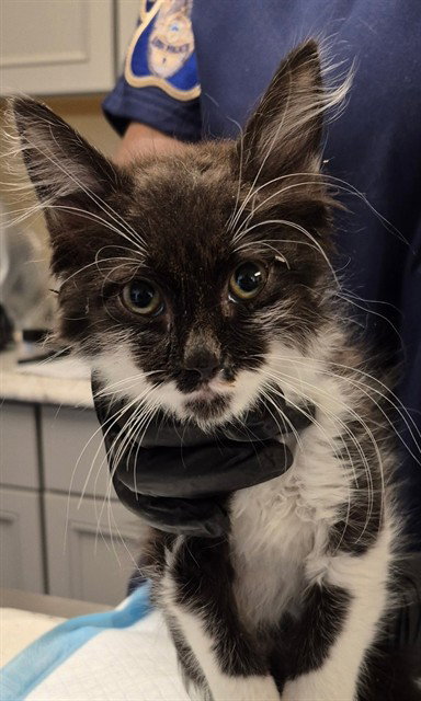 BLOSSOM, Baby Domestic Medium Hair (medium coat), cat for adoption in Manteca, California