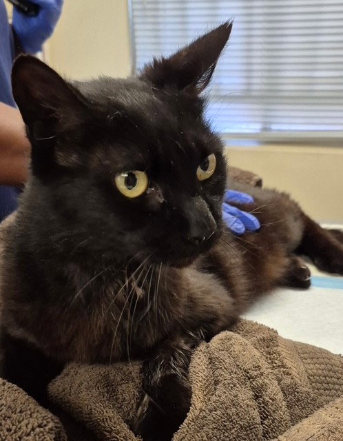 FRANKIE, Adult Domestic Short Hair (medium coat), cat for adoption in Manteca, California