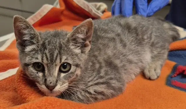 Jewel - Domestic Short Hair