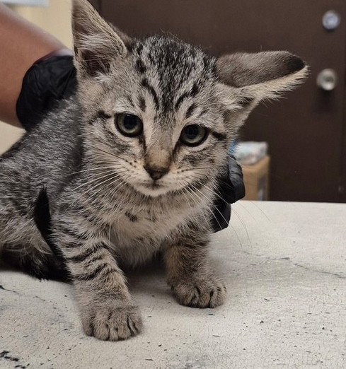 CARL, Baby Domestic Short Hair (medium coat), cat for adoption in Manteca, California