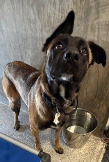 RILEY, an adoptable Belgian Shepherd Malinois in Lodi, CA
