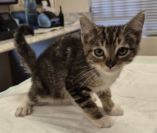 RIGATONI - Domestic Medium Hair available for adoption