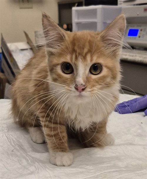 FARFALLE - Domestic Medium Hair available for adoption