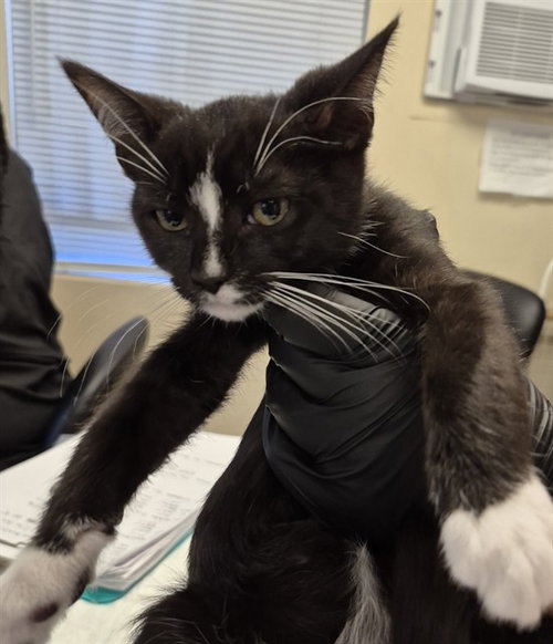 SPAGHETTI - Domestic Short Hair available for adoption