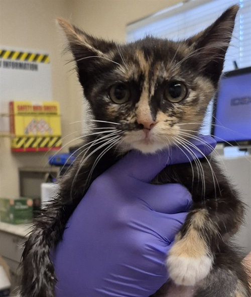 PENNE - Domestic Short Hair available for adoption