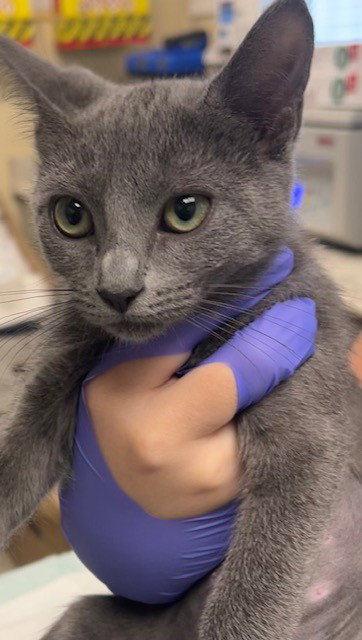FETTUCINE - Russian Blue available for adoption