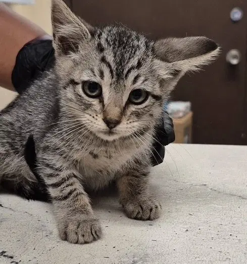 Carl - Domestic Short Hair