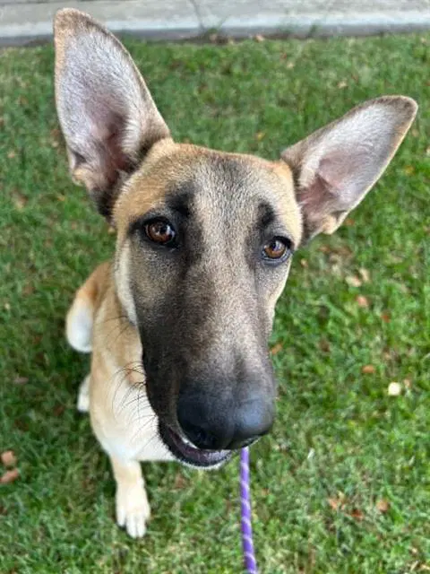 Aspen - German Shepherd Dog