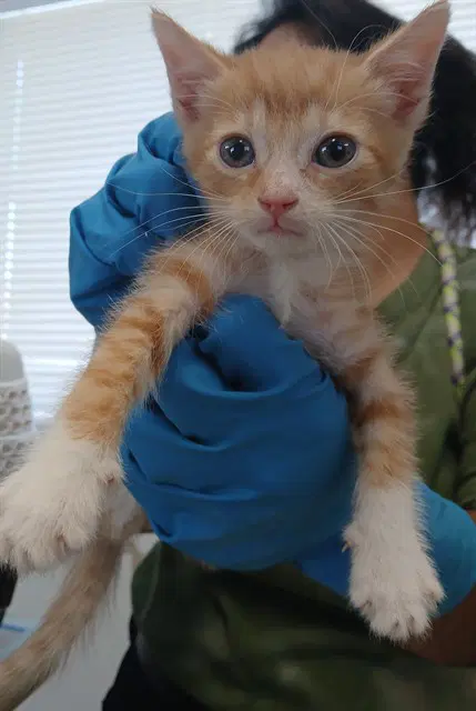 Mo - Domestic Short Hair
