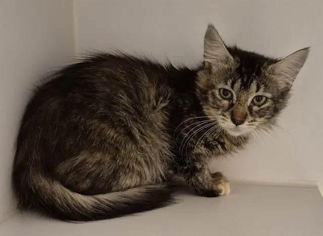 Odette - Domestic Short Hair