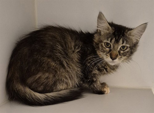 picture of the cat needing adoption