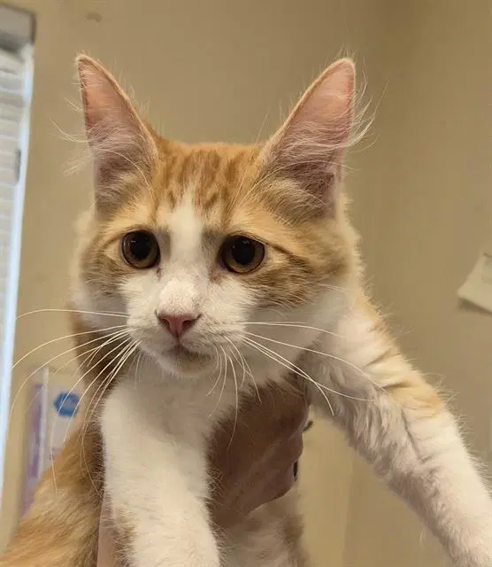 Gus - Domestic Medium Hair