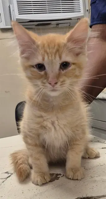 Nacho - Domestic Short Hair