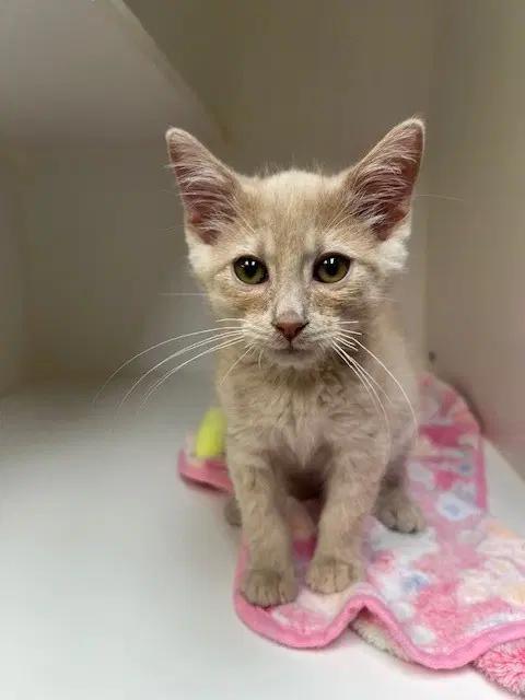 Gram - Domestic Short Hair