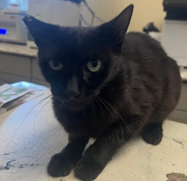 Sapphire - Domestic Short Hair
