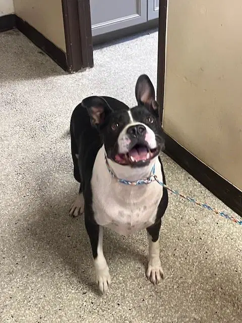 Ace - Staffordshire Bull Terrier
