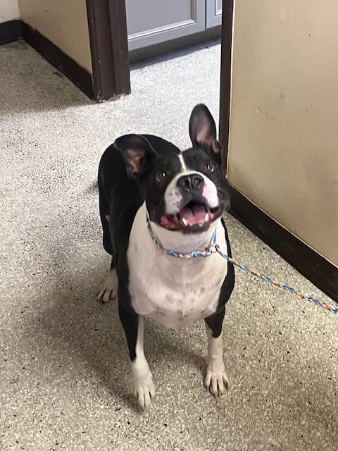 picture of the dog needing adoption