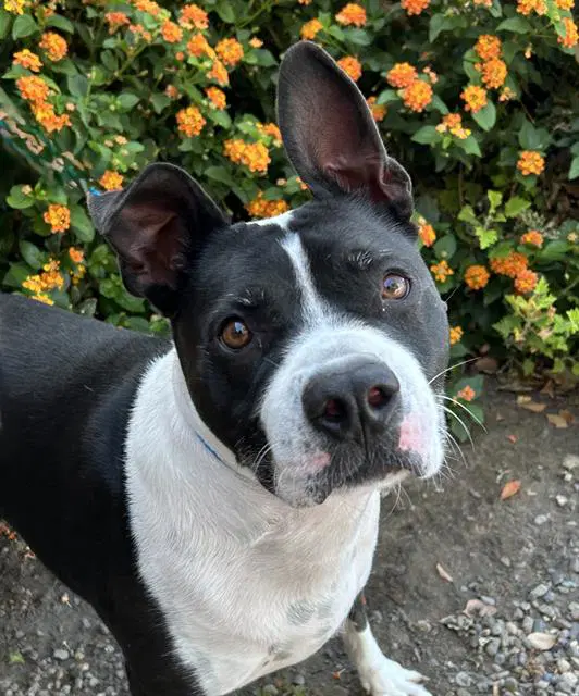 Ace - Staffordshire Bull Terrier