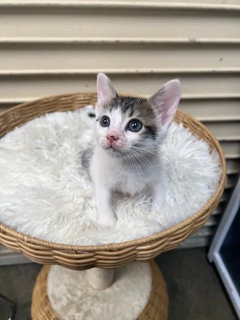 Sky - Domestic Short Hair