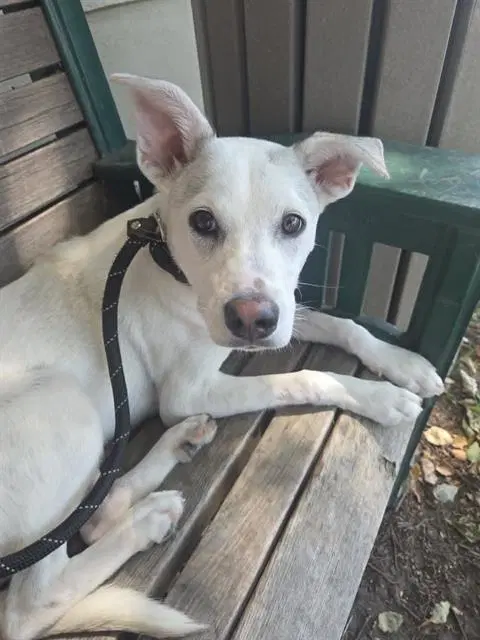 Missy - Jack Russell Terrier (Parson Russell Terrier)