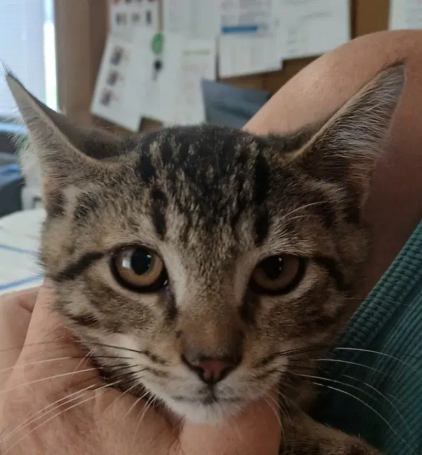 Manny Cat - Domestic Short Hair