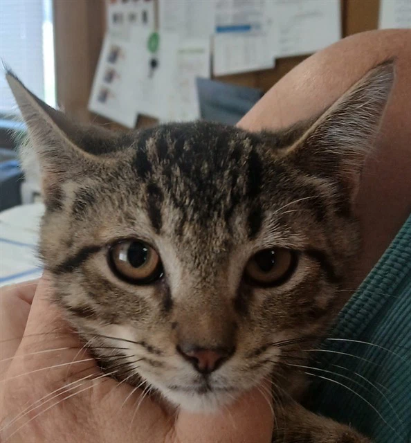 Manny Cat