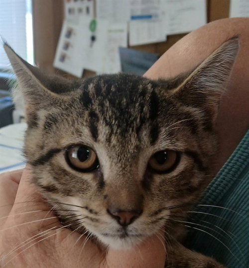 picture of the cat needing adoption