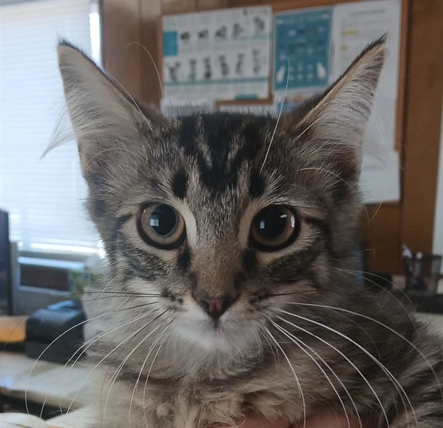 Floof