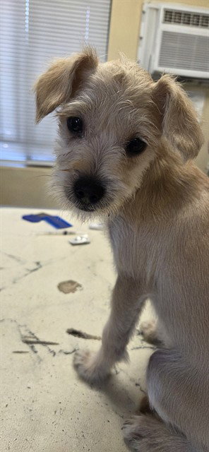 picture of the dog needing adoption